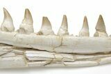 Mosasaur (Eremiasaurus?) Jaw - Morocco #220288-7